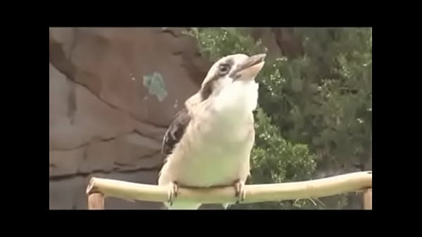 little bird little bird