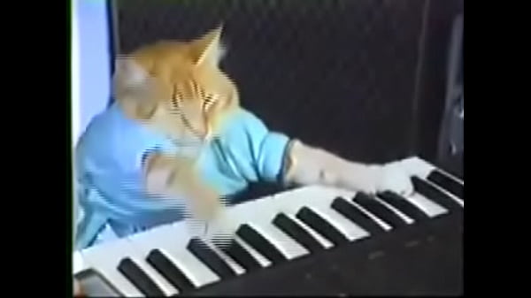 Piano cat